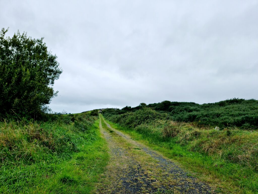 long, boreen road, with a grass meridian leading off into the distance. It's the width of one car. 